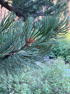 Pinus flexilis